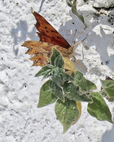 southern comma